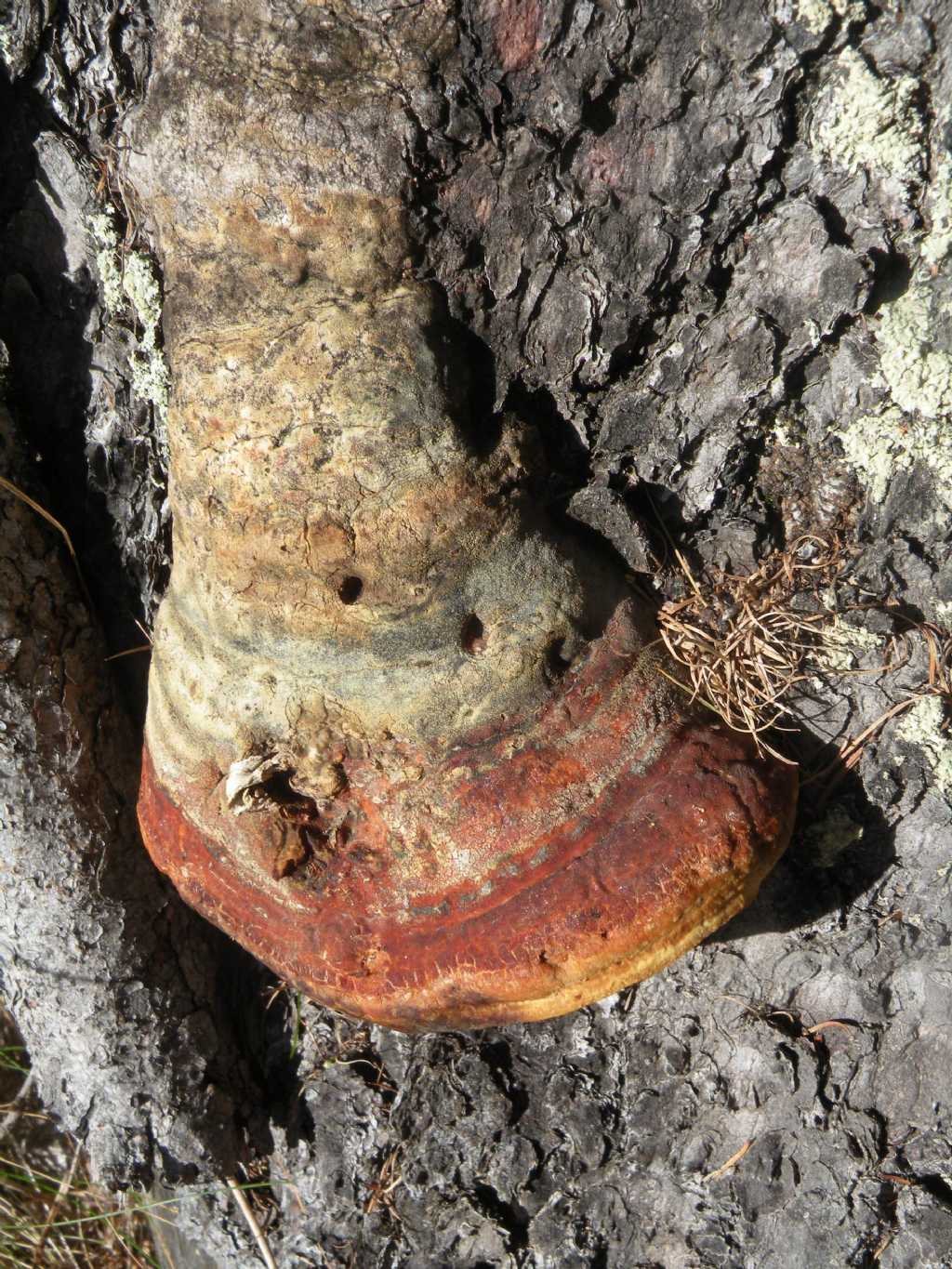 Deforme, ma sempre Fomitopsis pinicola? (F. pinicola)